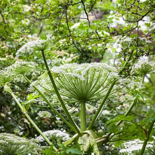hogweed plants with blur background