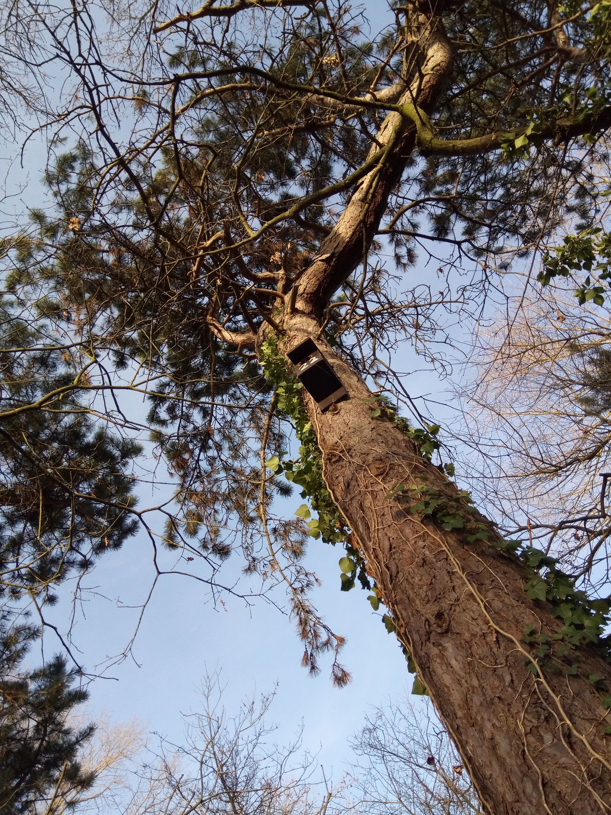 Our favorite shot of a tree taken with the Nokia 3.1 - quite the accolade - with nice warm colors and solid sharpness for a lower-end setup. Image credit: TechRadar