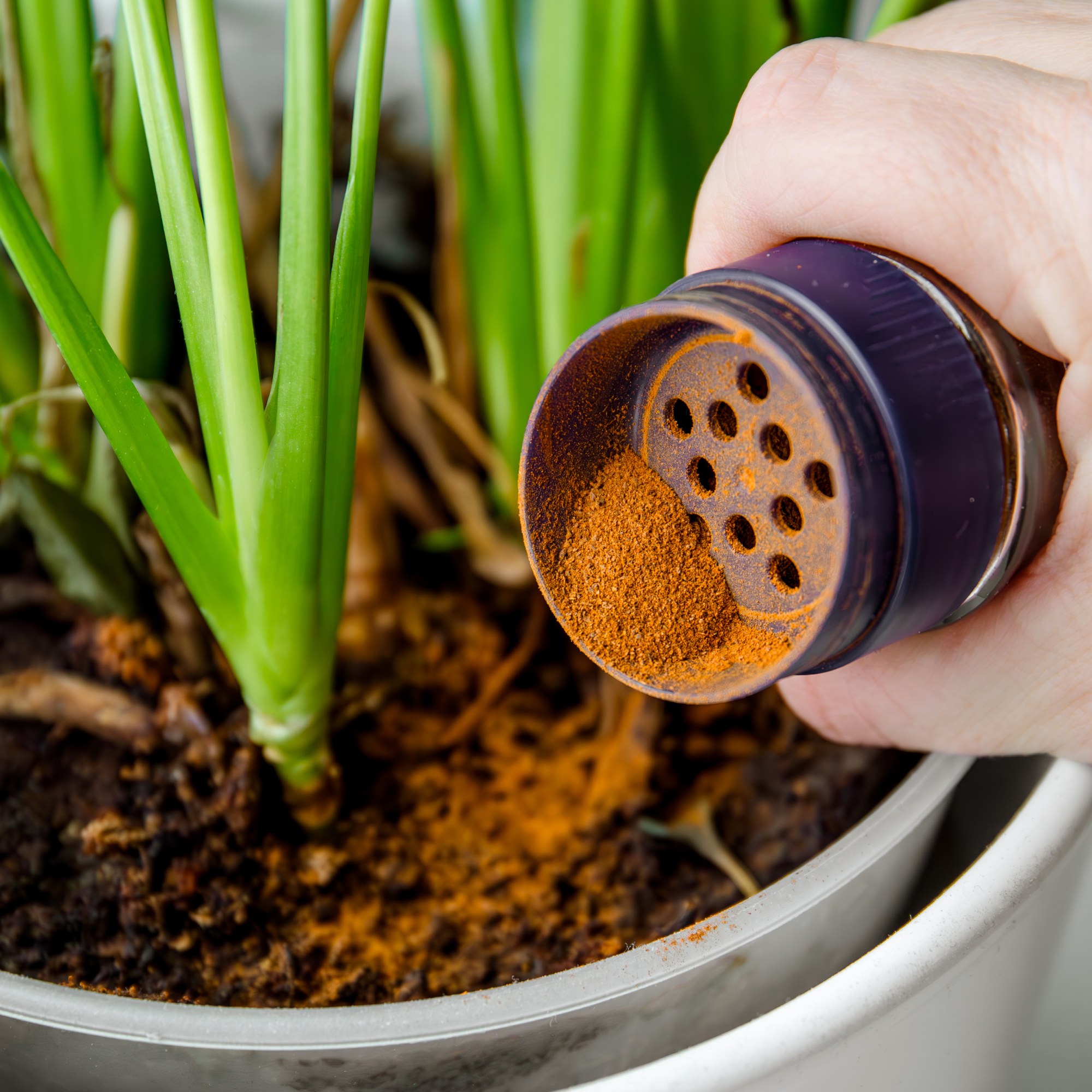 sprinkling cinnamon on compost of houseplant