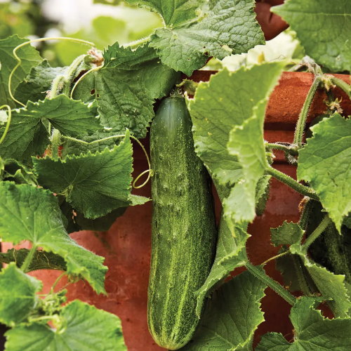 Cucumber, Bush Champion