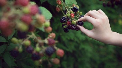 foraging for berries