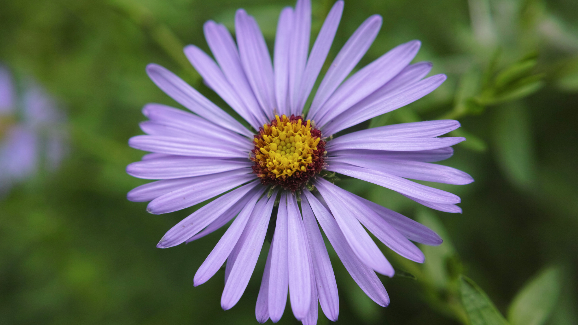 Aromatic Aster, a colorful perennial with blue-purple daisy-like flowers and golden-yellow centers. 