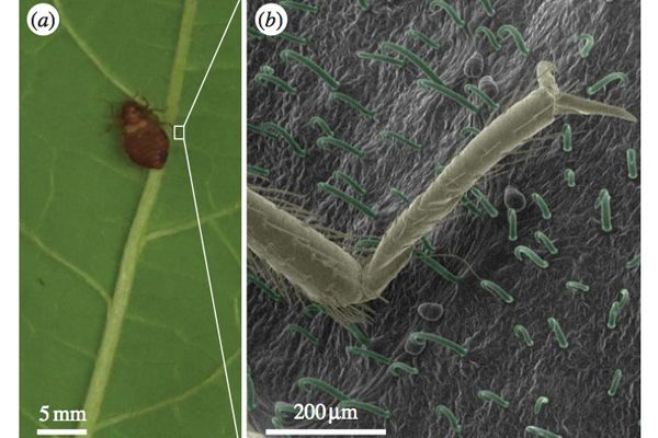 bedbugs, kidney bean leaves, trichomes