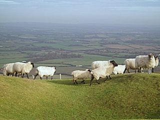 south downs sheep