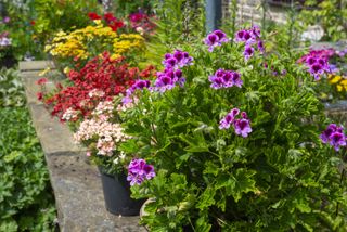 A garden with purple geraniums