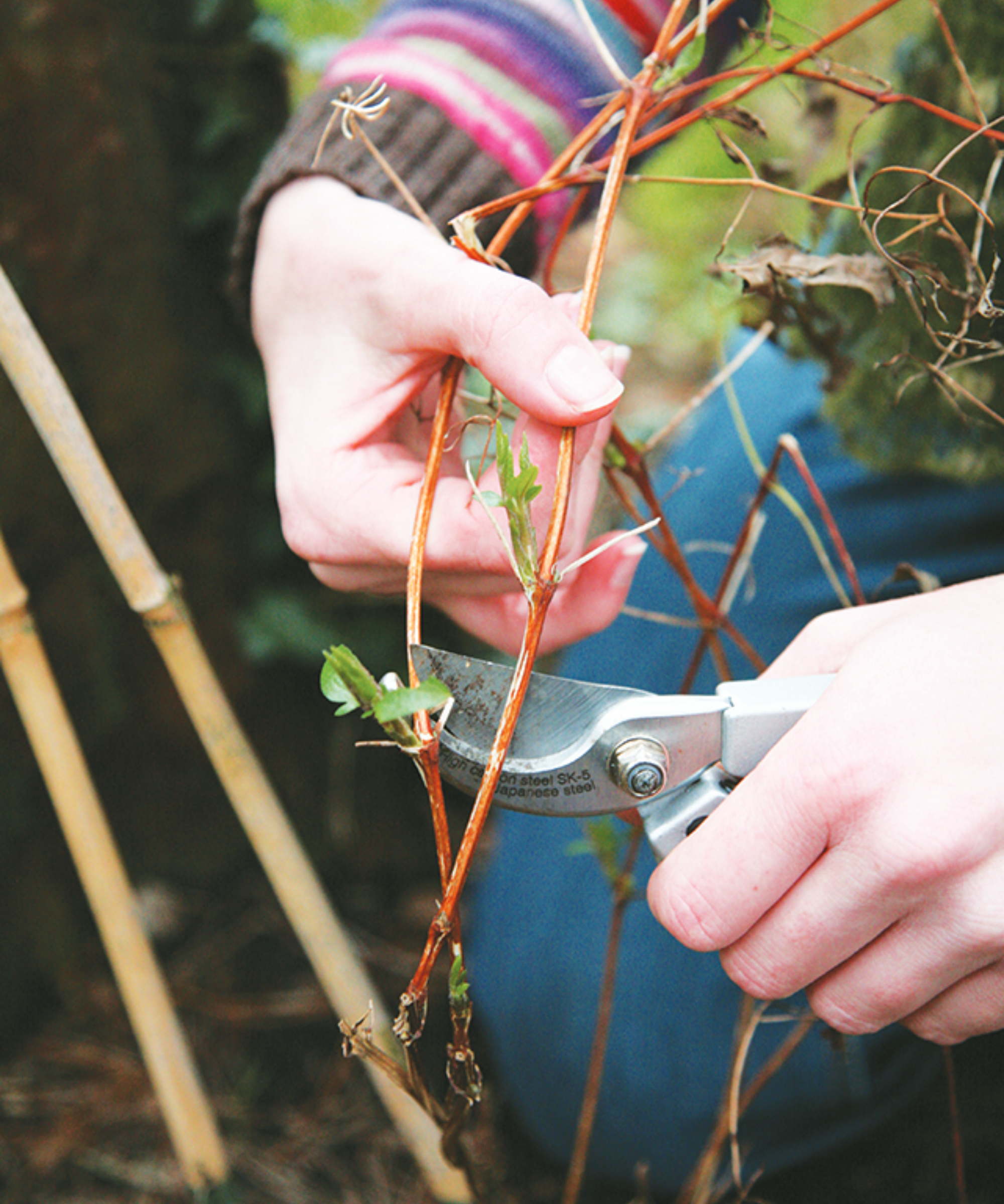 pruning group 3 clematis