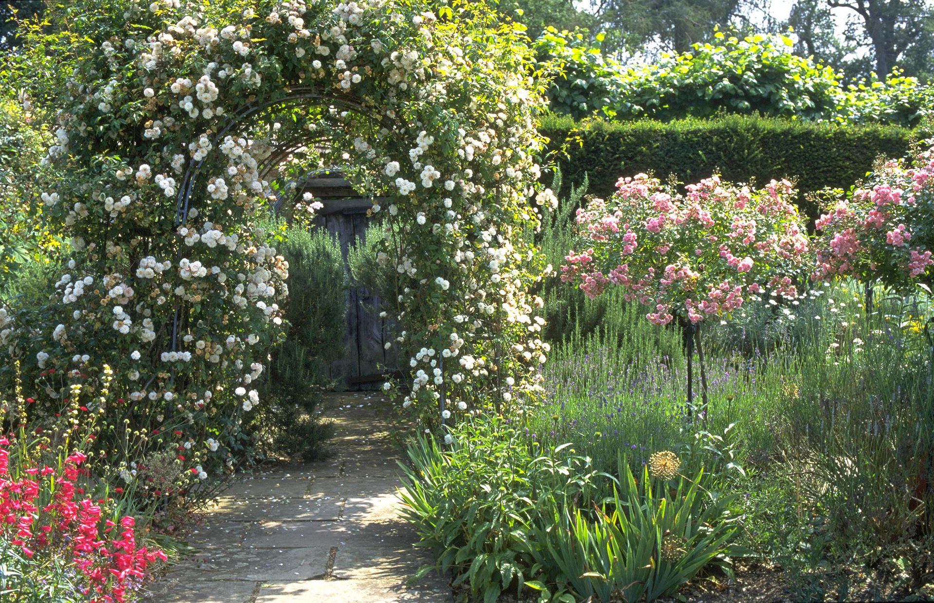 How to prune climbing roses: for maximum flowers | Homes & Gardens