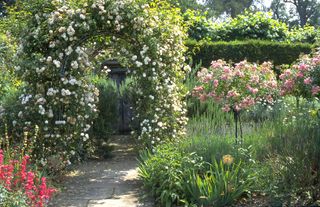Rose archway and standard tree roses