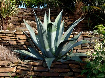 Aloe vera plant care tips for growing aloe plants Gardeningetc