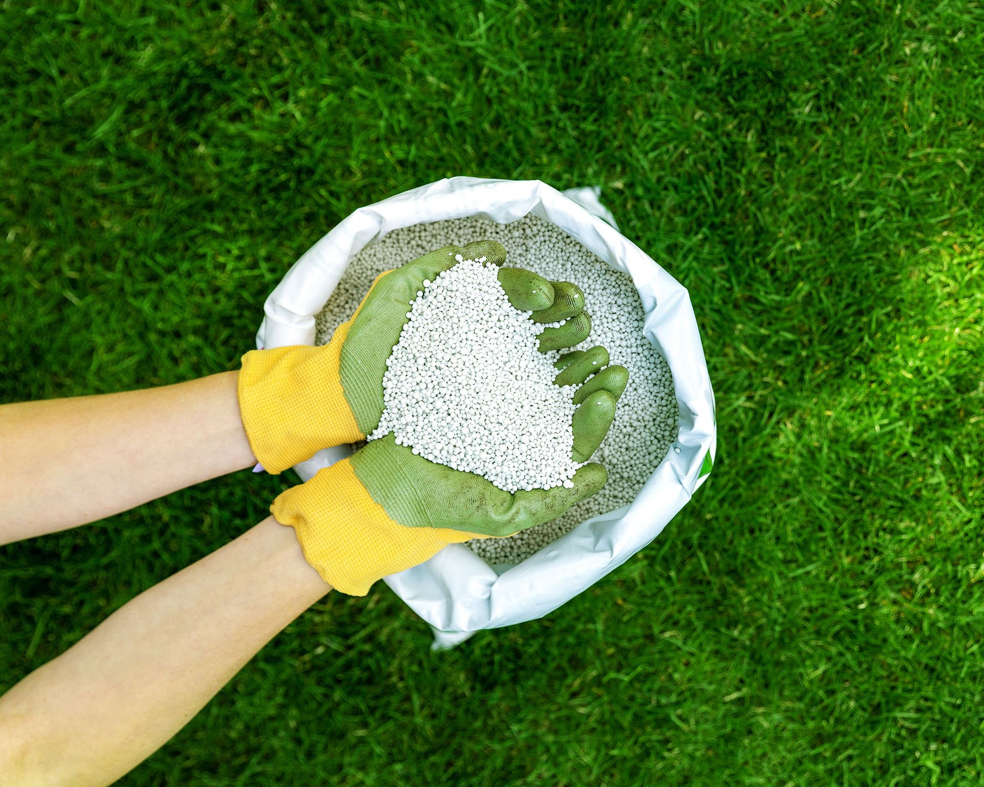 Applying fertilizer to the lawn