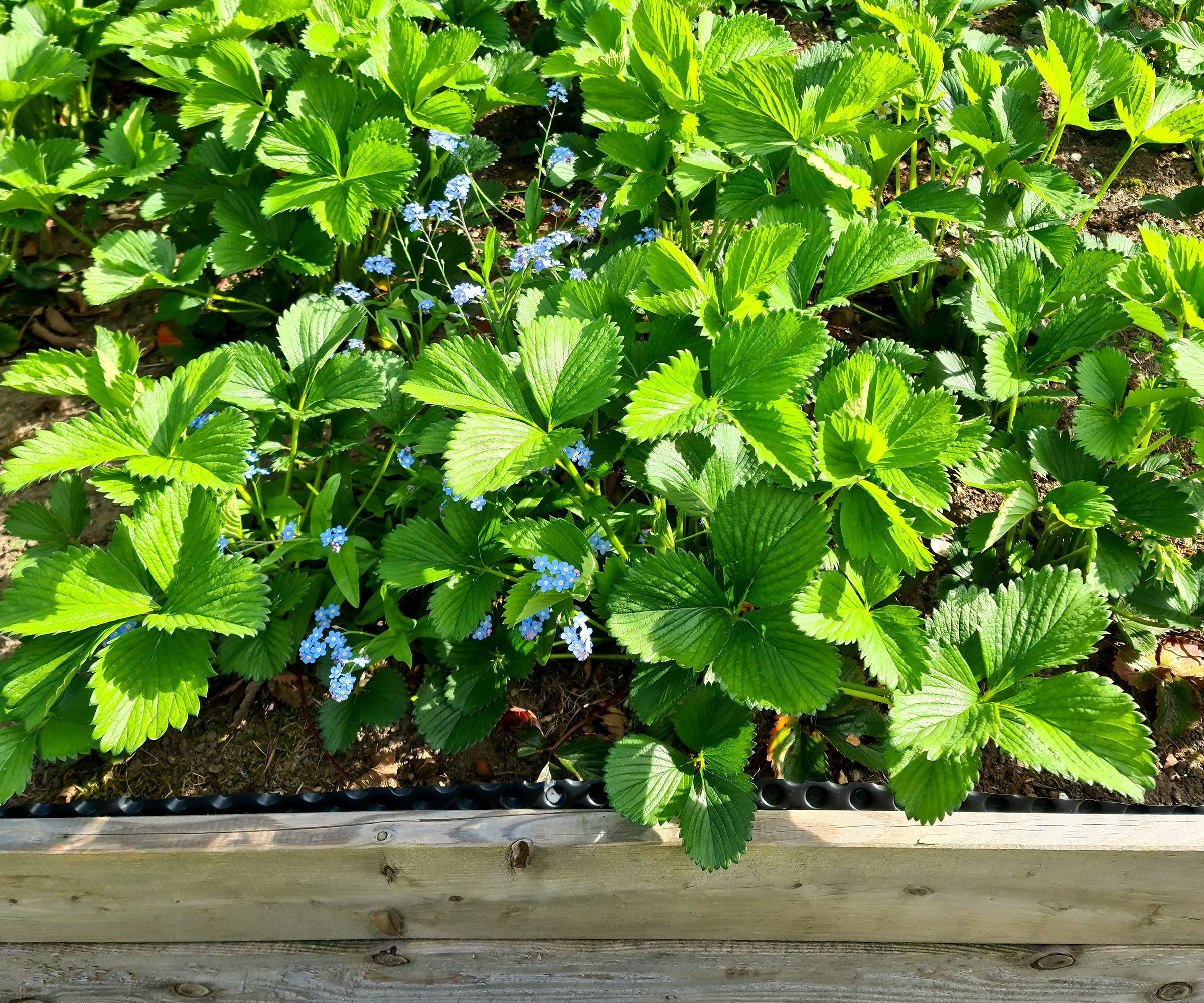 strawberry plants growing in raised bed