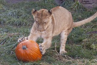 Lion Playing with Pumpkin at Denver Zoo
