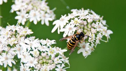 How to keep wasps away from your porch: wasp on flowers