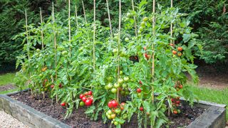Tomato plants with cane supports