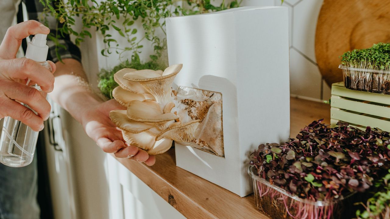 Oyester mushrooms grown from a mushroom growing kit