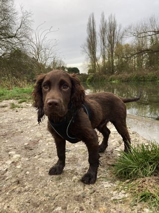 wet cocker spaniel by the river