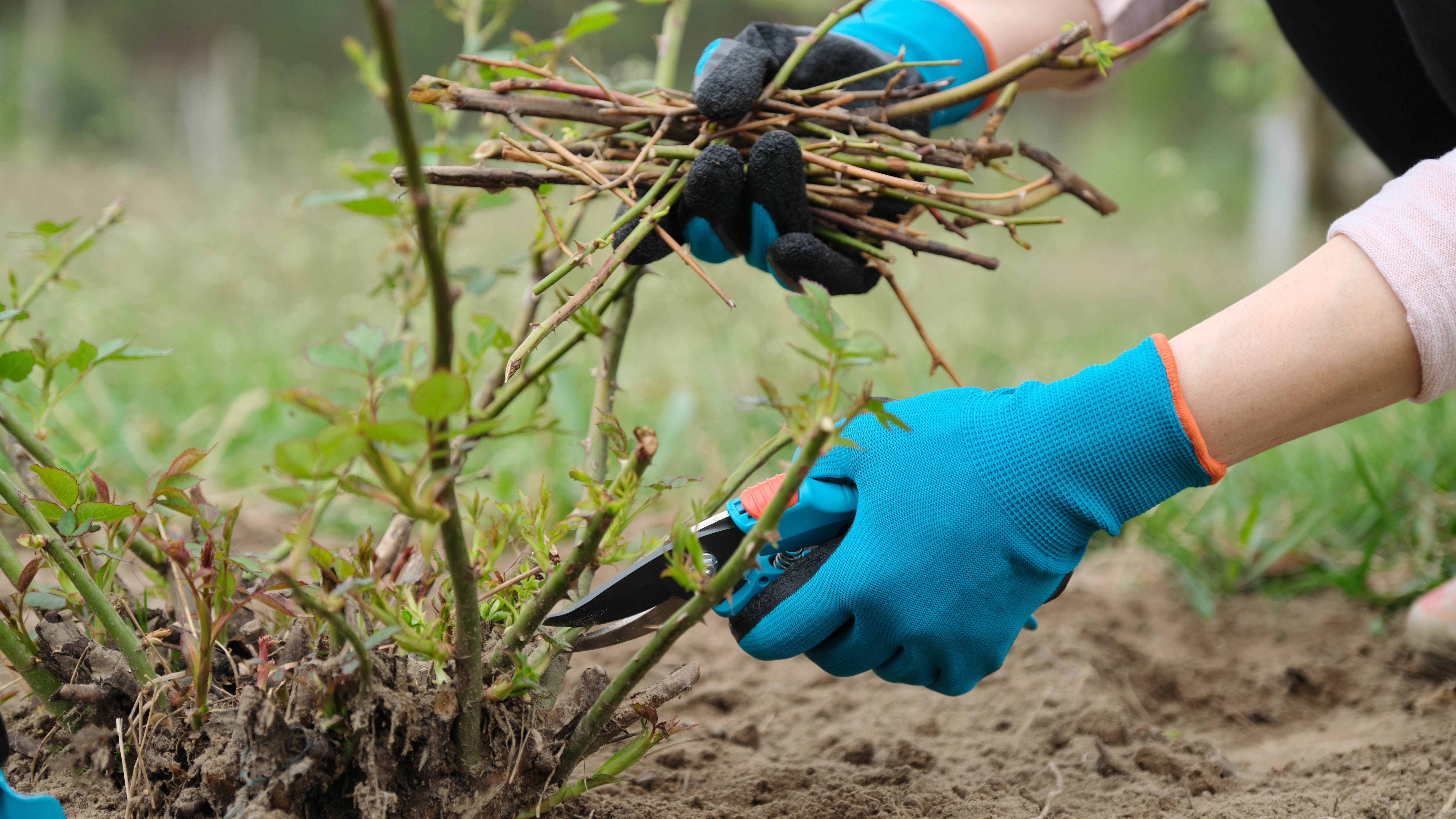 Person collecting cut stems while pruning rose stems
