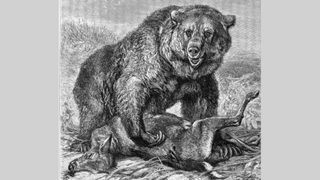 A black and white drawing of a grizzly bear mauling a deer.