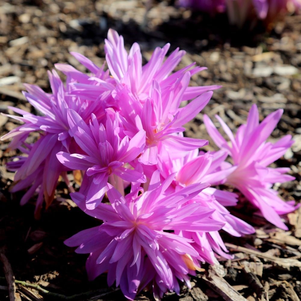 Colchicum 'waterlily'