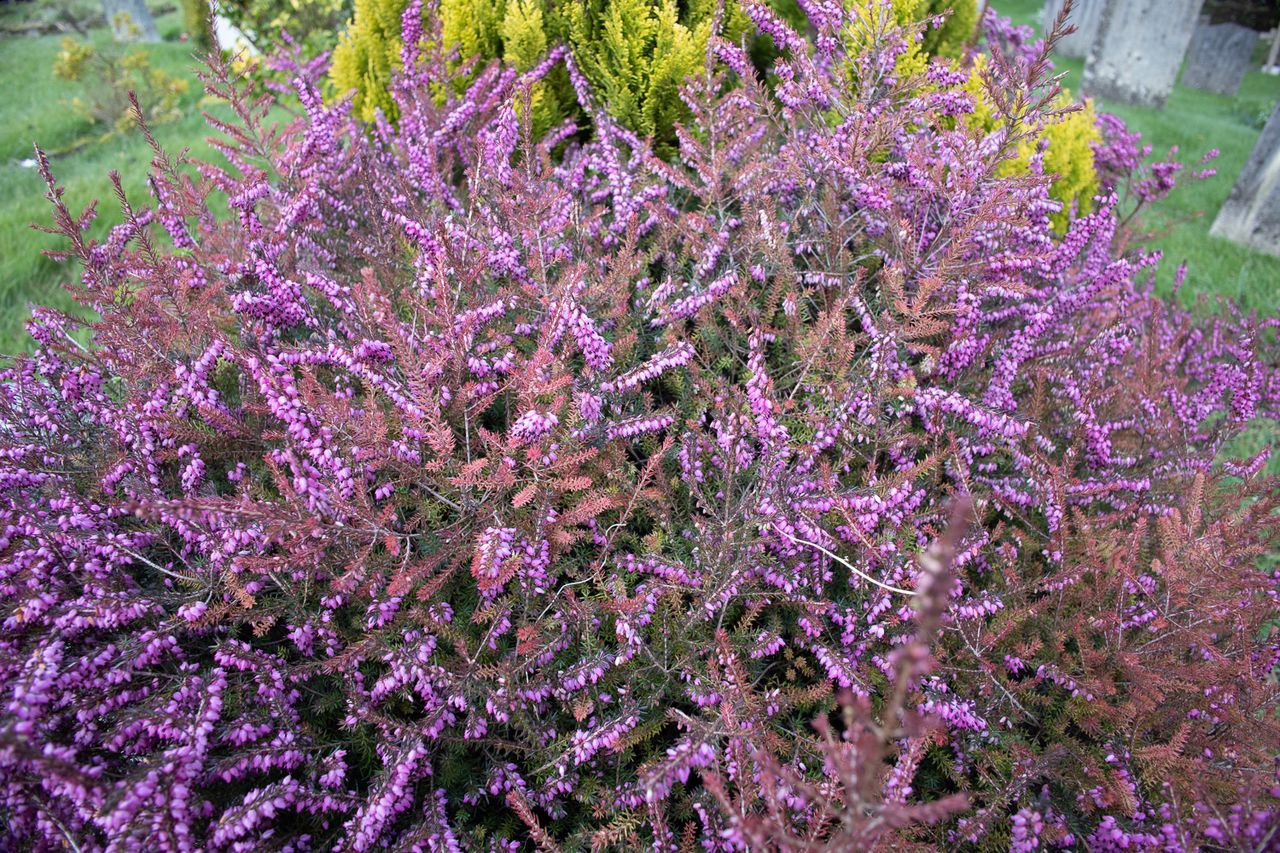 Purple flowers