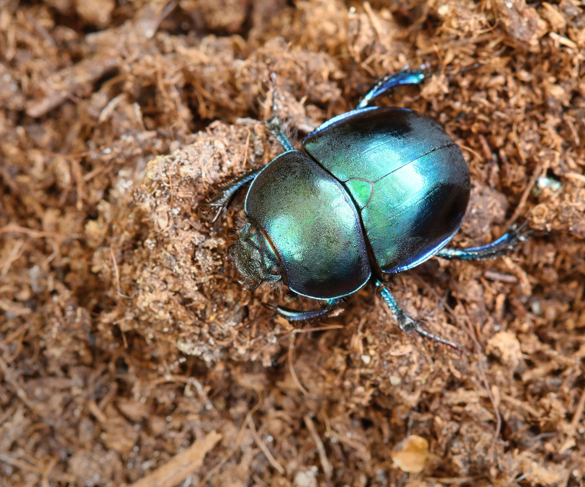 dung beetle on soil