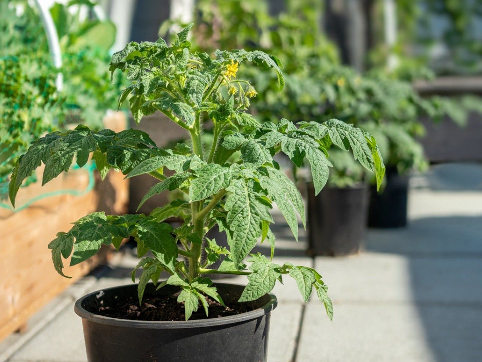 what-is-tomato-little-leaf-learn-about-little-leaf-disease-in-tomatoes