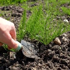 get rid of horsetail weed hand with trowel digging out horsetail weed