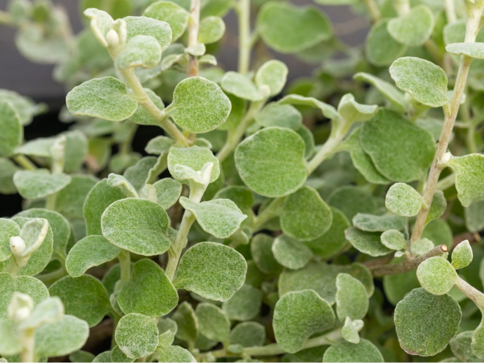 Licorice Vine Information On The Care Of Helichrysum Licorice Plant 