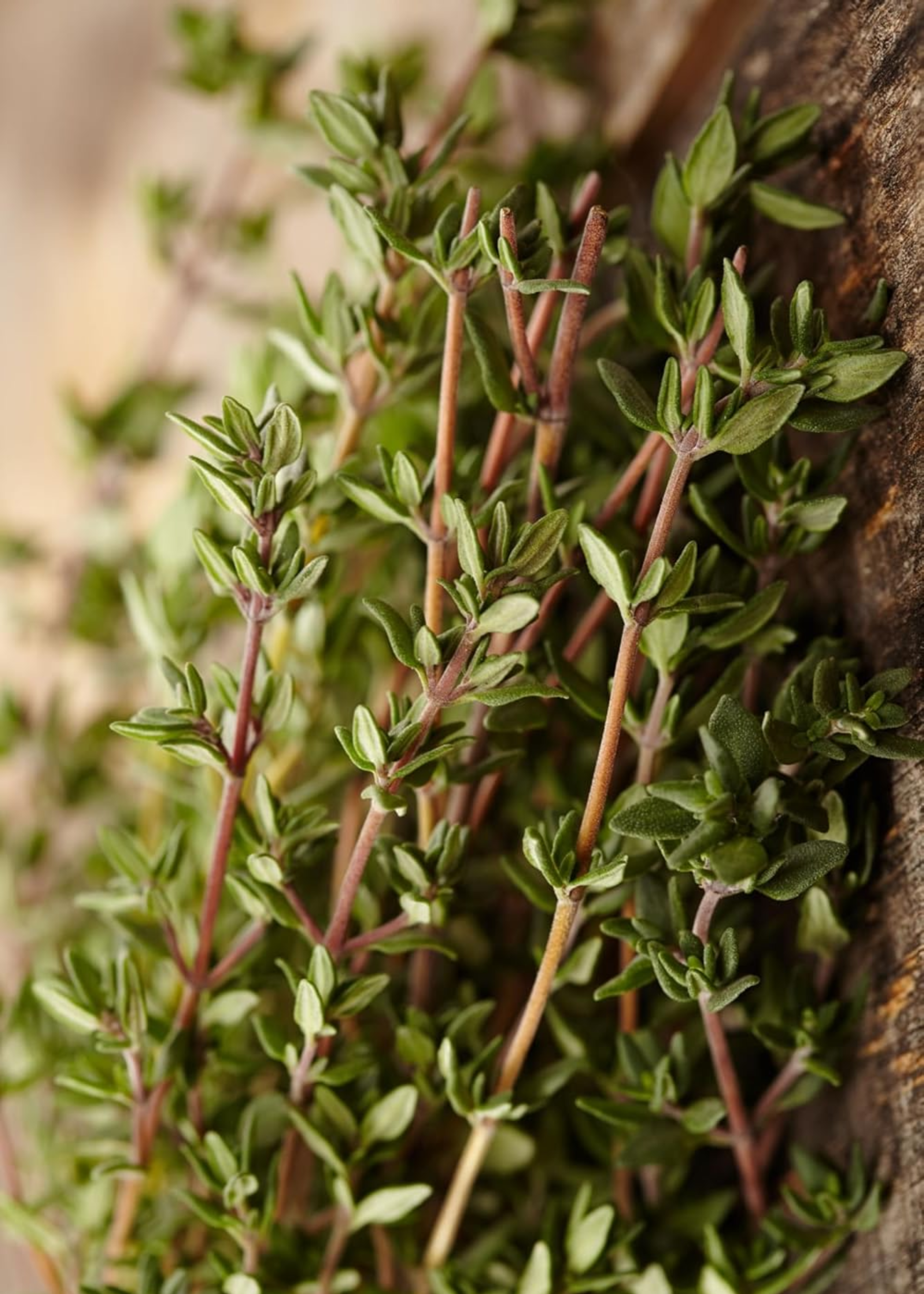 A close-up of thyme leaves