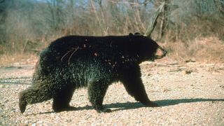 Black bear on sandy shore