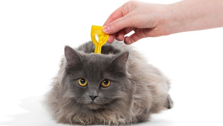 Cat receiving one of the best topical flea treatments for cats