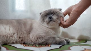 Cat being tickled on the cheek