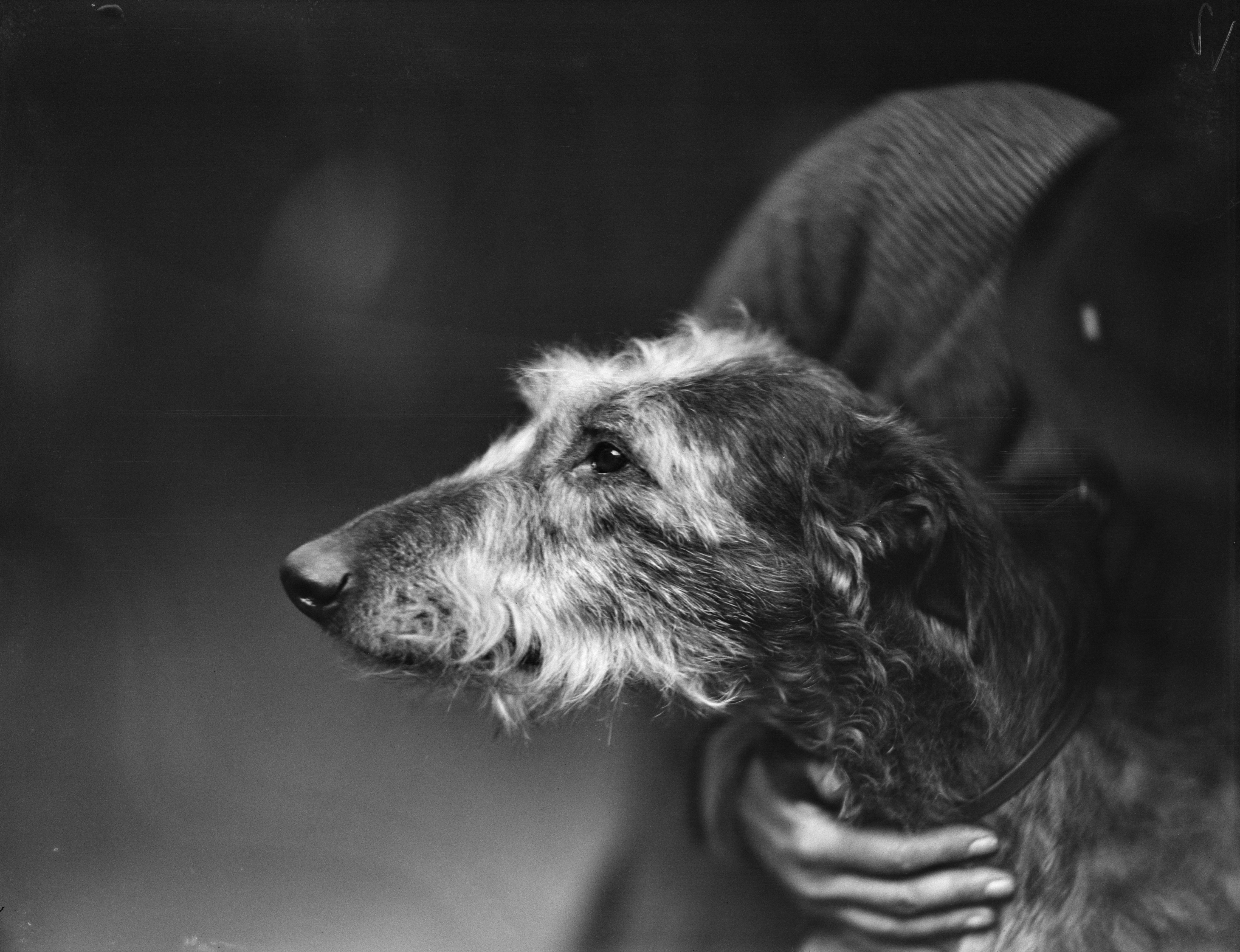 Black-and-white photograph of a Scottish deerhound in profile at the Crufts Dog Show, Birmingham, 1936, its wiry coat and long, narrow muzzle sharply defined as a handler steadies it by the collar.