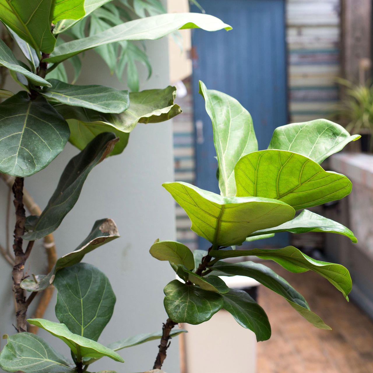 droopy fiddle leaf fig houseplant in bathroom