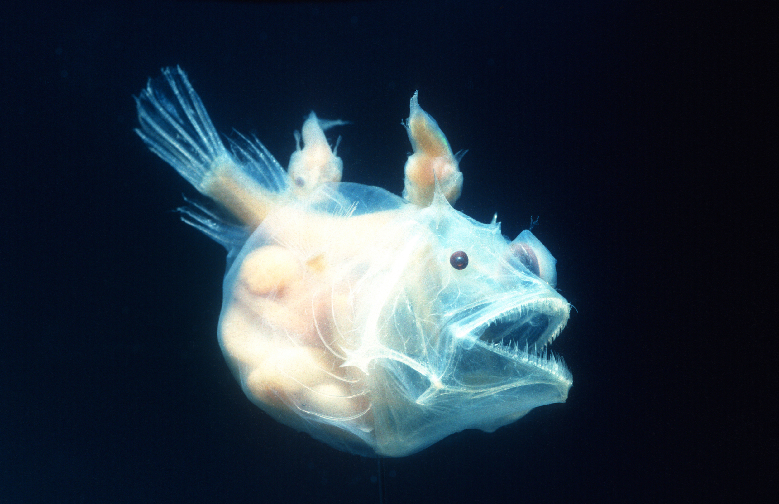 A female anglerfish. Hey, good lookin'!