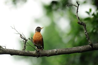 The American robin spends its winters in Central America and its summers in the eastern United States.