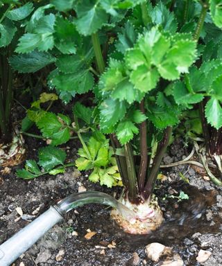 Watering a celeriac plant in a vegetable garden