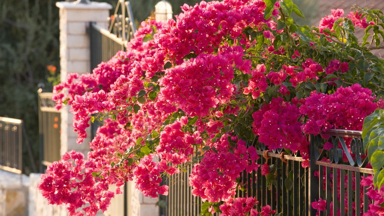 Pink bougainvillea in bloom climbing over a railing