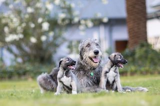 the identical twin Irish wolfhound puppies, along with their mother.