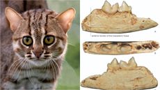 Fossils of the small cat species, Prionailurus kurteni (right) found in a cave in China. It was comparable in size with the smallest cats living today, such as the rusty-spotted cat (left).