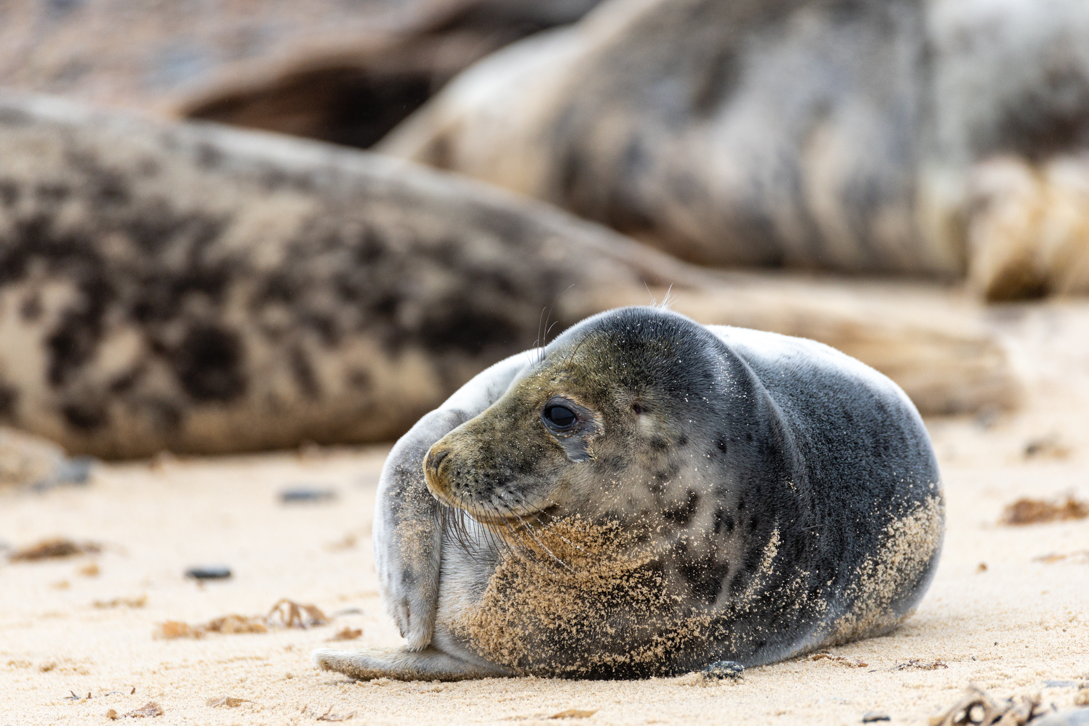 Seal on a beach shot with the Canon EOS R1 and 200-400mm lens