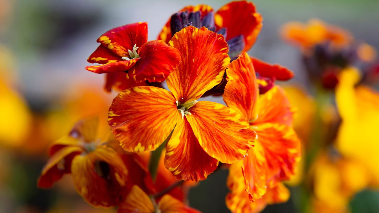 Wallflowers in bloom