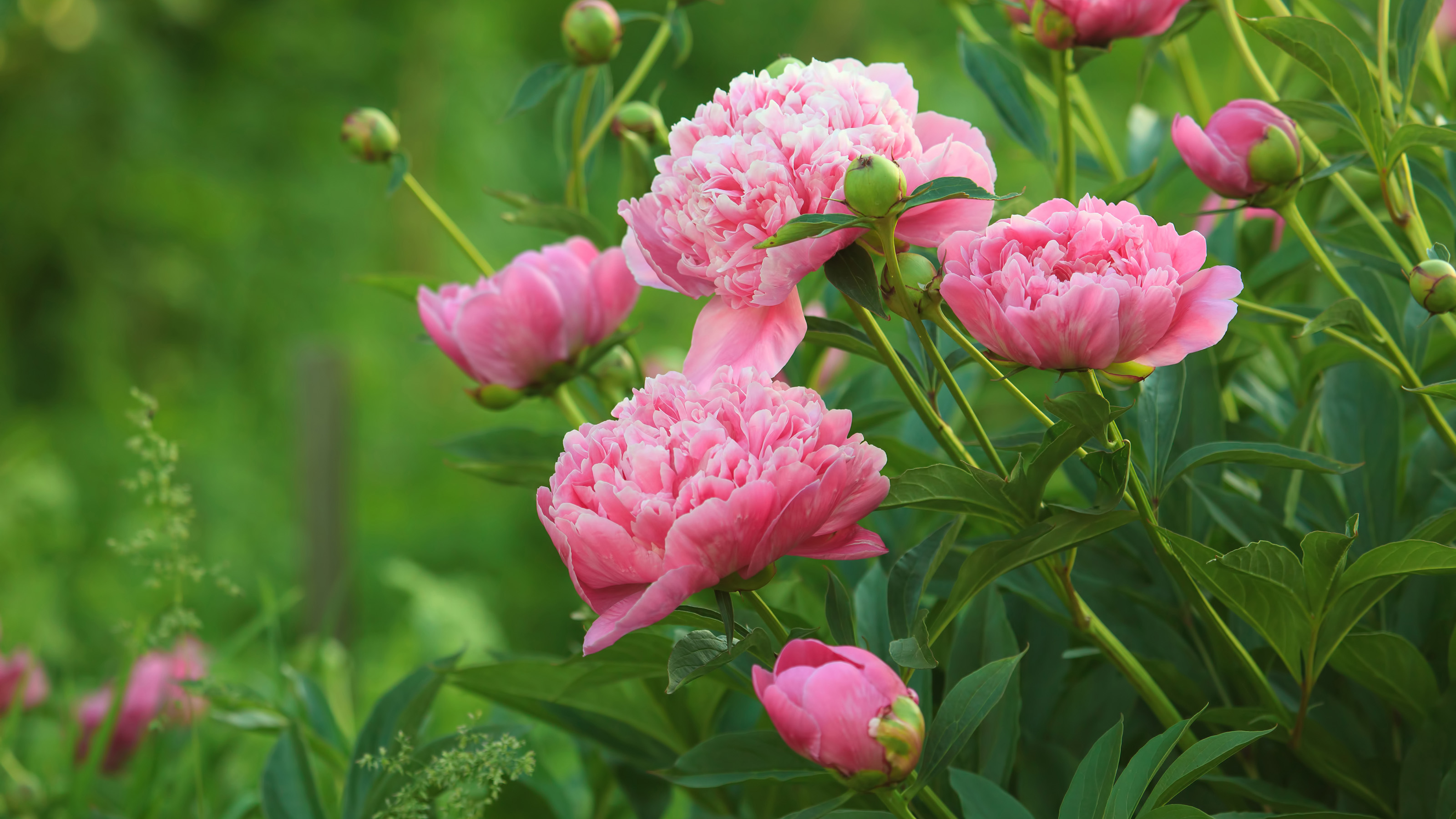 Close-up of European pink peonies (Paeonia officinalis) in open field