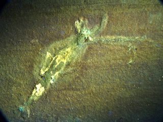Ultraviolet image of an Acanthoteuthis specimen. The brightest areas show phosphatized (fossilized) soft parts, while the blue areas represent fossilized shell material.