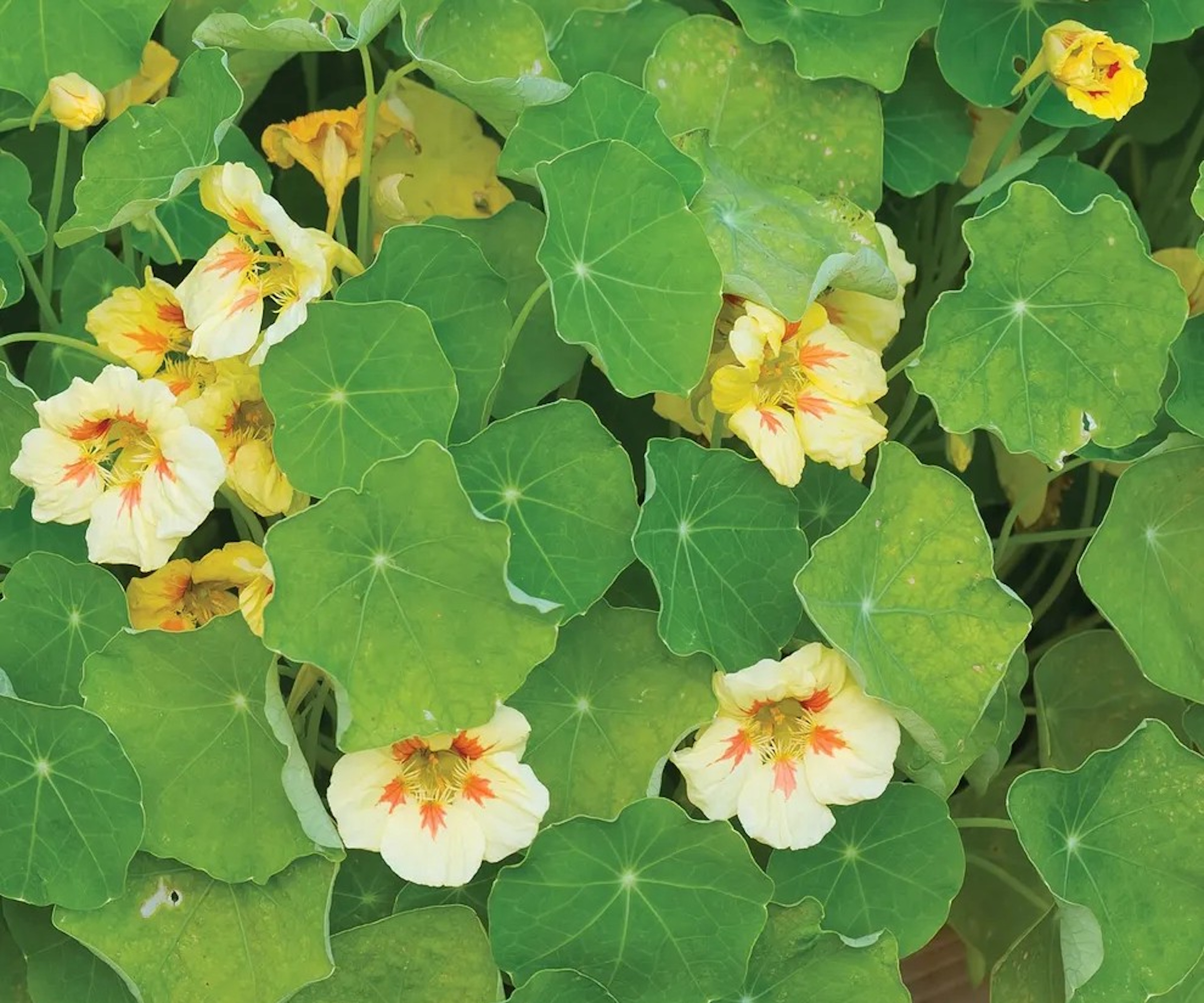 Nasturtium, Peach Melba, with pale lemon yellow flowers in summer