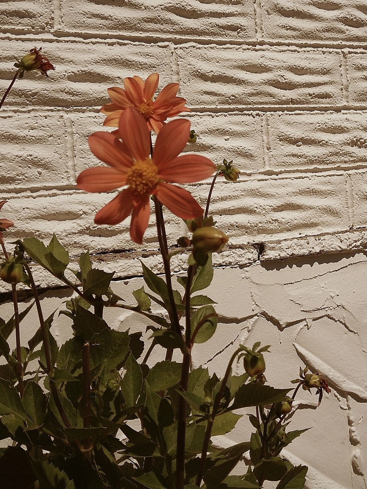 Image taken using the Camp Snap 2