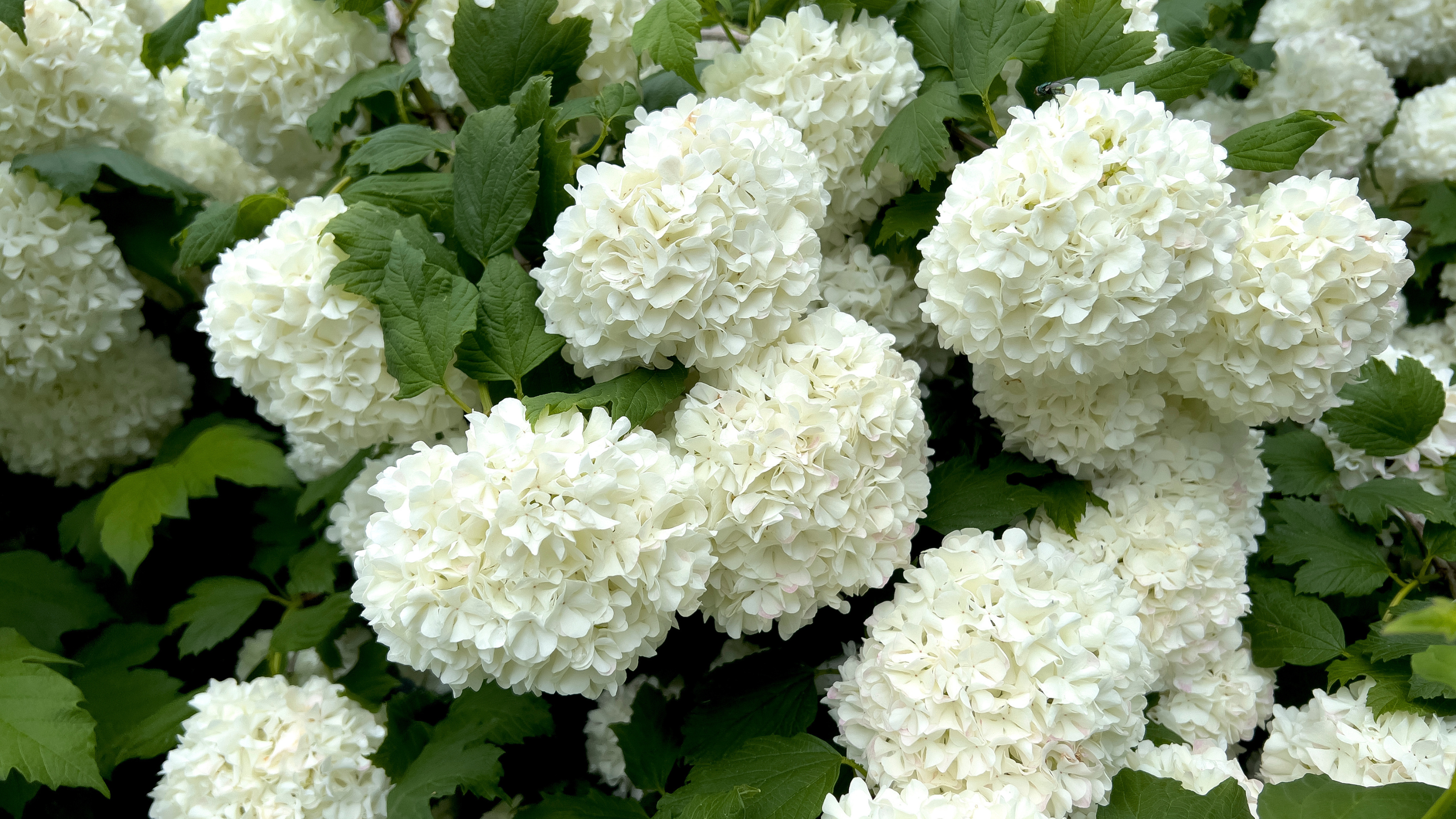 Close up of blooming viburnum opulus.