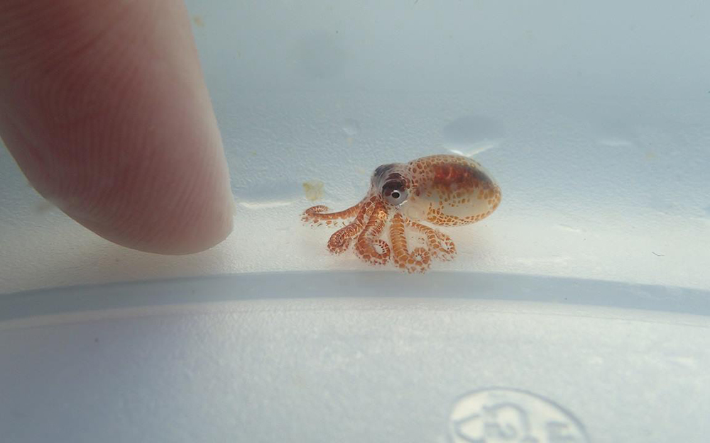 Ridiculously Tiny Baby Octopus Riding Ocean Trash Is So, So Smol | Live