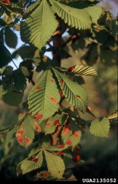 Rust Spots On Horse Chestnut Leaves