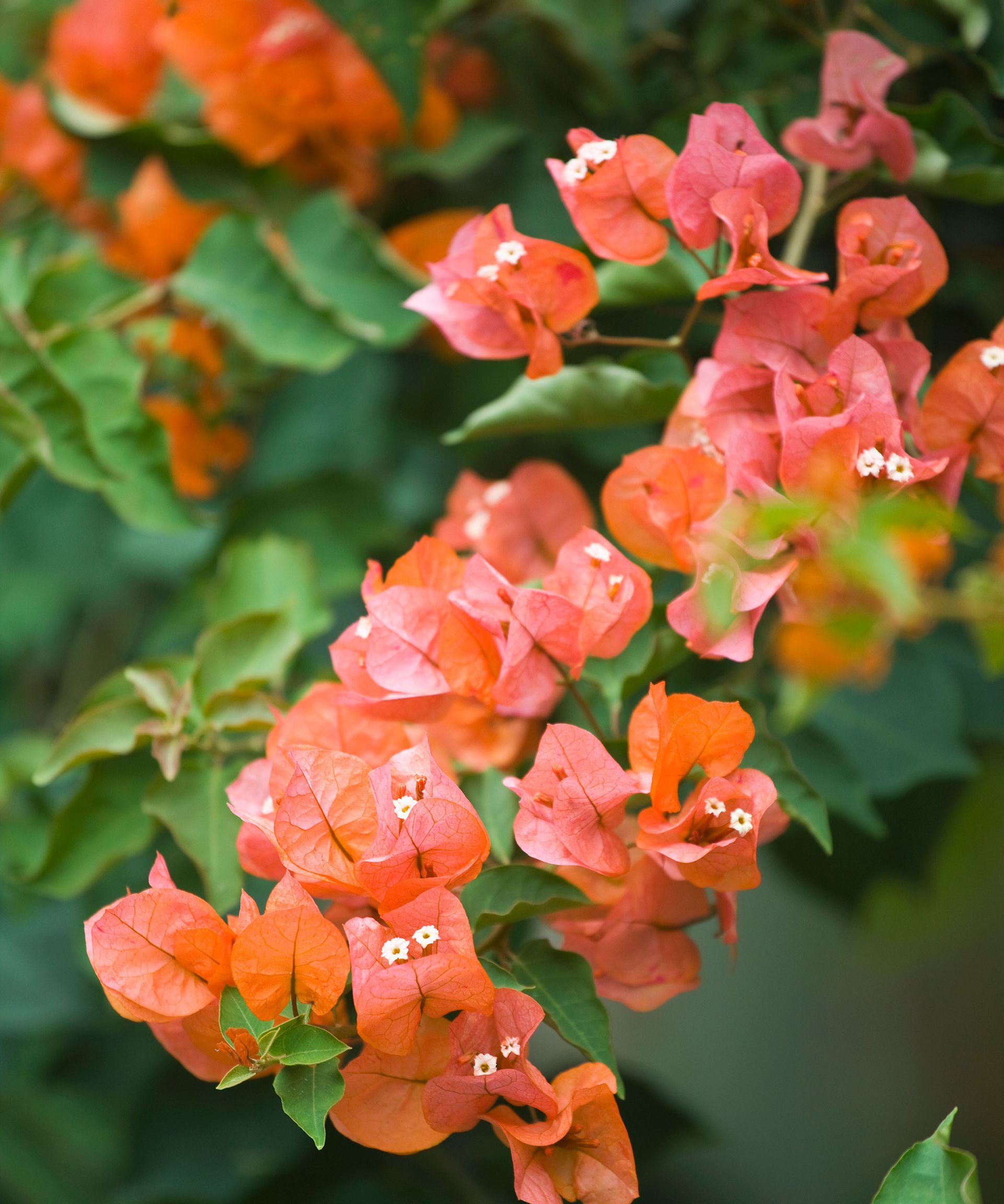 Bougainvillea care and growing guide | Homes and Gardens